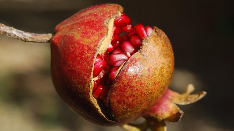 Novara, Giornata Mondiale contro il Cancro Infantile: un melograno per la speranza