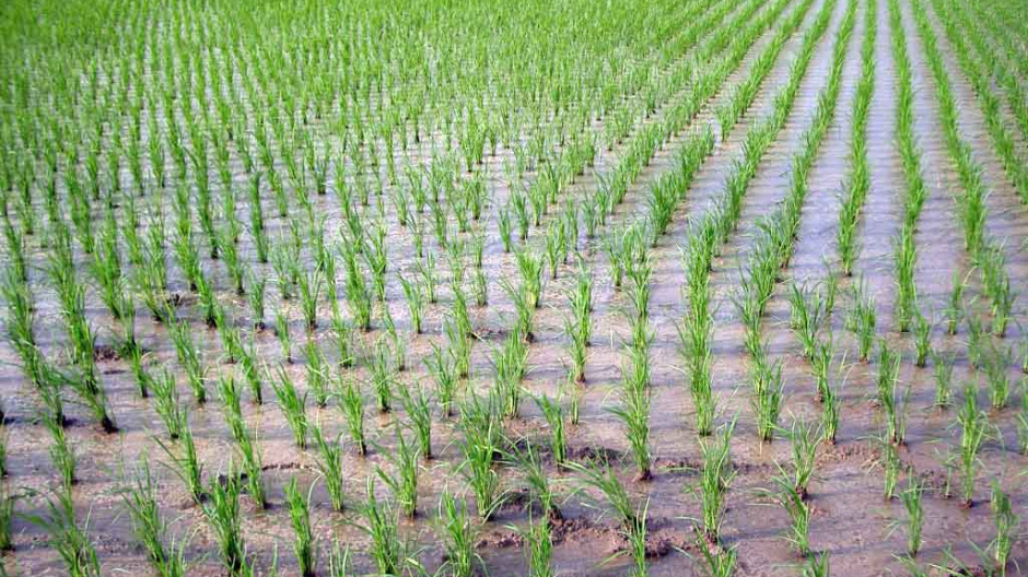 Coldiretti, riso: tengono superfici ma crollano prezzi riconosciuti ai produttori