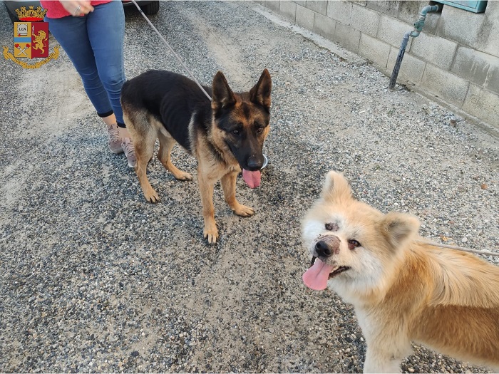 Scoppia una lite per la gestione dei cani 