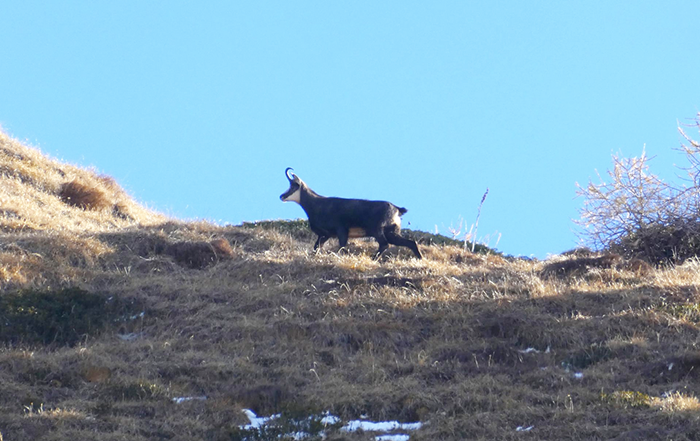 Censimento dei camosci nei Parchi Ossolani: tra Alpe Veglia e Devero sono 127